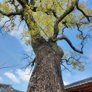 말하는 은행나무 이미지