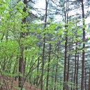 축령산자연휴양림 이미지