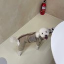 마이펫종합동물병원 이미지