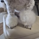 나의 반짝 그루밍 | 곱슬털 강아지 루비 빗질 루틴💕 Plush Puppy 슬리커 브러쉬 사용기”
