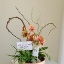 시트러스디자인 이미지