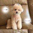 반야시스터 이미지