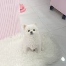 일루네일