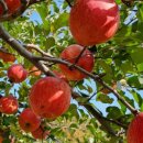 이종태농장 이미지