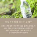 고로쇠물 효능 고로쇠물 마시는법 고로쇠물 뼈 건강 관절건강에 좋은 고로쇠 이미지