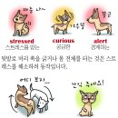 DOG사랑 이미지
