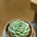 민경이네 다육 이미지