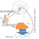 뇌는 스트레스에 민감하게 구조화된다 이미지