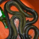 아산보양식 이미지