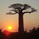 바오밥나무 이미지