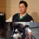 댕댕스토리 이미지