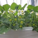 수정벌마야 이미지