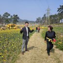 선도수선화 이미지