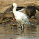 새들의천국 이미지