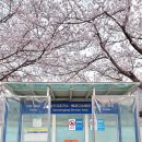 남해-141 | 전라남도 광양-남해고속도로 섬진강 휴게소 벚꽃 명소 추천 및 실시간 현황