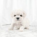 천안 강아지분양 도로시펫 이미지