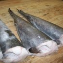 은대구(Black Cod/ Sablefish) 공급. 이미지