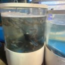 회뜨는 달인 이미지