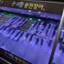 옥당풍천장어