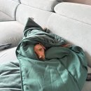 법원로R | 스타벅스 2025 프리퀀시 블랭킷 그린 수령후기 + 예약성공 팁