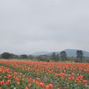 보롬제주 이미지