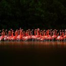 플라밍고 이미지