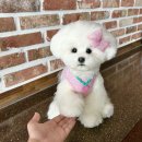 베베몽몽 | 아트돌 2급 수업 후기 강아지 펫로스 인형 첫번째 비숑