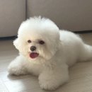 애견미용 나나엄마 | 대구 송현동 애견미용 예쁘게 잘하는 위드나나