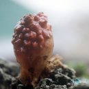 바다의향기집