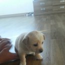 초록언덕펜션 이미지