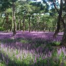 황성공원 씨름장 이미지