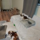 금둥이 숯불고기 이미지