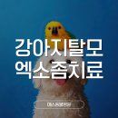 서울동물병원 푸들 강아지 반려견 엑소좀 탈모치료, 붉은 반점과 선분홍빛 피부 개선 치료후기