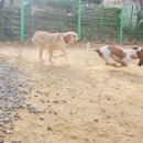 정원 퍼피 하우스 이미지