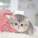 해운대고양이분양 만족 후기 부산고양이분양 모나미네코 해운대본점