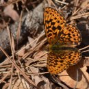 미리내캠프 이미지