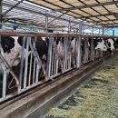 김화목장 이미지