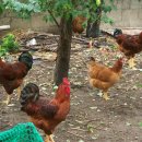 꼬끼오PC 이미지