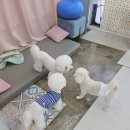 가치있개 이미지