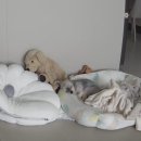 무학농원2 | 8월 일상 #2 :: 아산 출장/ 은평 한옥마을 애견동반 카페 스페이스 헬레나/ 스타필드 고양점 시오...