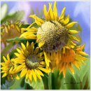 수채화2 이미지