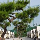 양평 베이스캠프 | (61번째)양평베이스캠프! 수영장이 있는 양평글램핑!