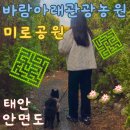 충남 태안 안면도 바람아래관광농원ㅣ애견동반 가볼만한곳 미로공원 할인 꿀팁