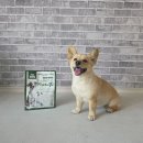 붕붕 소프트 | 펫라벨 더블소프트 강아지사료 추천