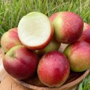 소사농원 | 피부·심장·소화 건강을 챙길 수 있는 여름과일 '복숭아'