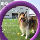 몽슈 | 일산 파주애견운동장 몽슈포레, 강아지 입장료가 없어요 최고!
