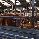 통일한우농장 이미지