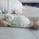 더왈츠앤조이피아 | 시간 녹는 더왈츠 앤 조이피아 / 강남역 애견카페