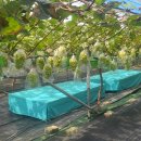 코코농원 이미지