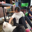 메르시몽프레 포메분양&애견카페 | 우리집에 온 천사 - 코니